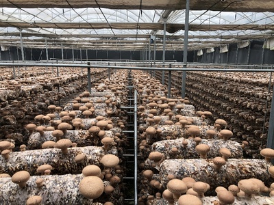 科技助力產(chǎn)業(yè)升級(jí) 國(guó)家重點(diǎn)研發(fā)計(jì)劃食用菌項(xiàng)目中期檢查與香菇液體菌種規(guī)模化應(yīng)用現(xiàn)場(chǎng)會(huì)在豫召開(kāi)