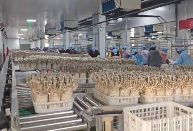 駐馬店農(nóng)加會(huì)企業(yè)推介第二期 優(yōu)質(zhì)品牌齊亮相，共話發(fā)展再啟新篇——聚焦食用菌研發(fā)