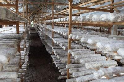 從實(shí)驗(yàn)室到田園 海歸博士的食用菌創(chuàng)業(yè)傳奇