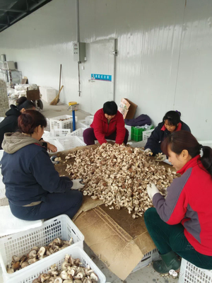 食用菌研發(fā) 科技賦能農(nóng)業(yè)，助力農(nóng)民增收致富