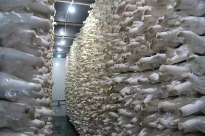 豐縣農(nóng)業(yè)新模式 食用菌研發(fā)引鳳來(lái)巢，安徽固鎮(zhèn)縣代表團(tuán)考察取經(jīng)