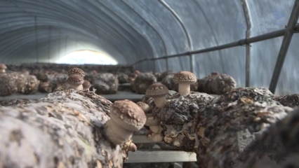 重慶市城口縣 科技引領(lǐng)，多措并舉，扎實(shí)推動(dòng)食用菌產(chǎn)業(yè)提質(zhì)增效